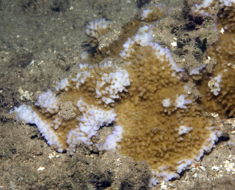 Montipora verrucosa